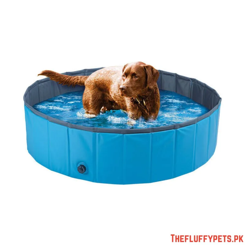 Zoofari Dog Pool image 2