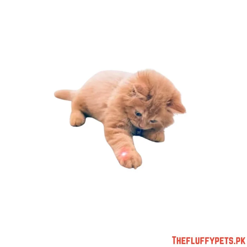 Laser Light Cat Toy image 2
